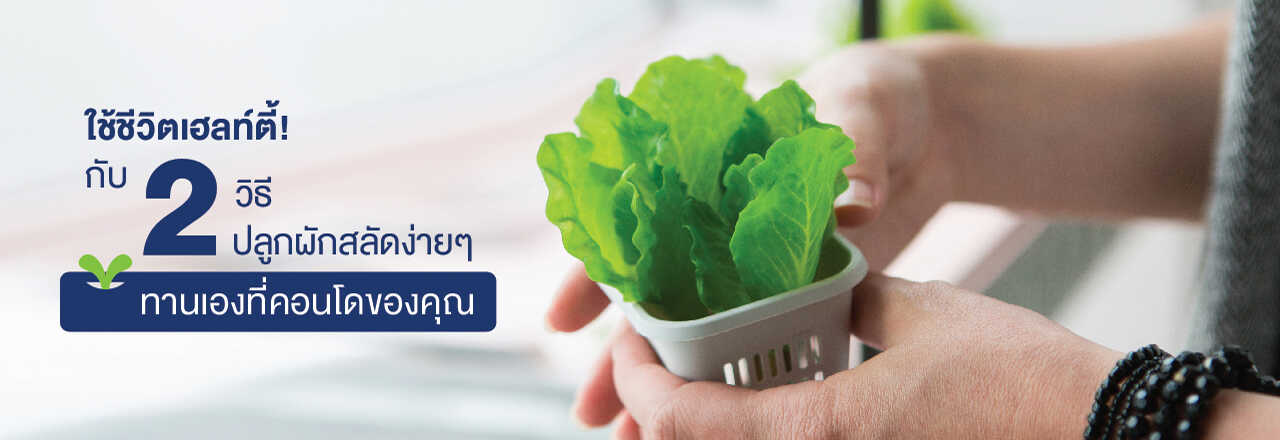 ปลูก ผัก สลัด คอน โด