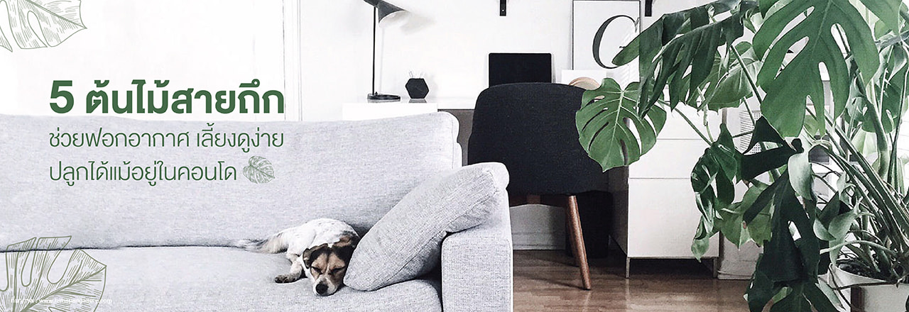 ต้นไม้ ปลูก ใน คอน โด ต้นไม้ คอน โด