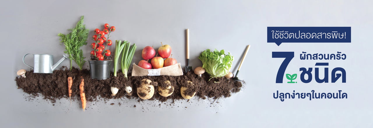 ปลูก ผัก คอน โด, ปลูก ผัก ใน คอน โด, ปลูก ผัก ระเบียง คอน โด, ผัก คอน โด