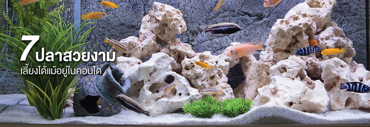 เลี้ยง ปลา คอน โด