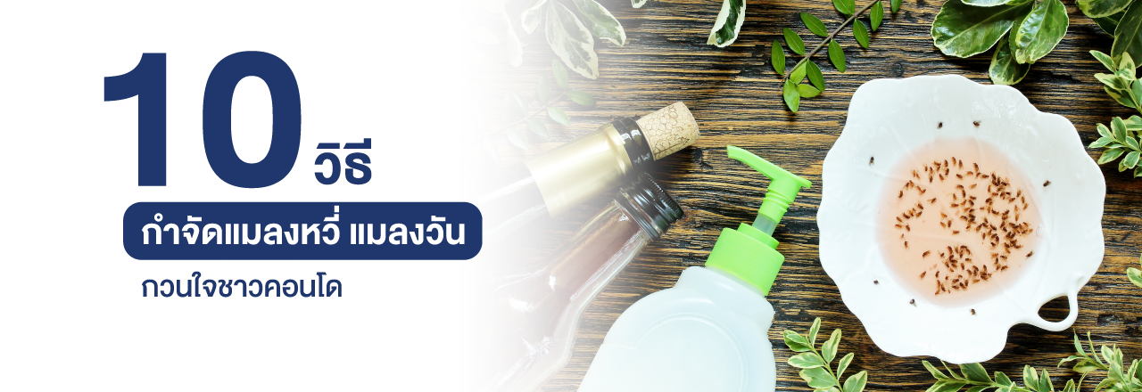 Cover - 10 วิธีกำจัดแมลงหวี่ แมลงวัน กวนใจชาวคอนโด