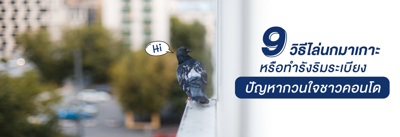 Cover - 9 วิธีไล่นกมาเกาะหรือทำรังริมระเบียง ปัญหากวนใจชาวคอนโด